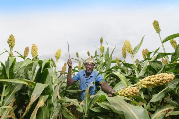 AgDevCo Ghana