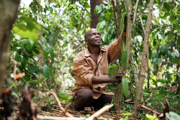 Mukasa Jackson loops vanilla in his garden. Mukasa Jackson started growing vanilla in 2002. He has seen prices drop and rise but this has not deterred him from growing vanilla. He says that even at its lowest price, vanilla still fetches more money per kilogram than any other crop. A resident of Namakandwa village in Kayunga village, and a proud father and grandfather, Jackson has been able to build a house, educate his children, start up other business, and is well known in the village because of vanilla growing. &ldquo;At one point, I got Shs50 million from selling vanilla ($13,000) in one season. It changed my life. I call vanilla gold because it has been my support,&rdquo; said Jackson. &copy; Jjumba Martin for CRS 2022.