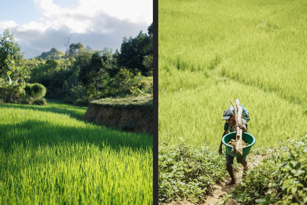 Rice cultivation in Madagascar is evident everywhere. Being the staple food, the country is a significant rice producer, but  it also relies on imports to meet domestic demand.