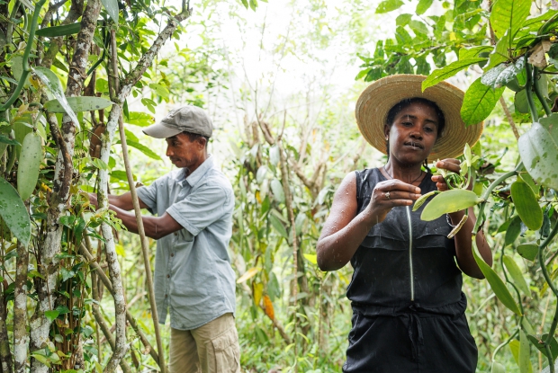 Madagascar is the world's leading producer of vanilla, accounting for a significant portion of the global supply. The crop is a labor-intensive process, requiring hand pollination and careful harvesting, drying, and curing.