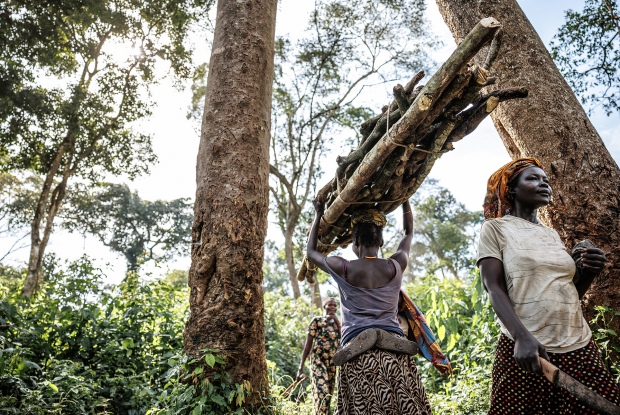 Women and children in Kyangwali refugee settlement creak long distances from the settlement to the forest to collect firewood for cooking their meals. The deficit in energy sources and alternatives for cooking and lighting has continued to exert pressure on natural forest resources, especially Bugoma forest in Kyangwali. &copy; CARE / Jjumba Martin 2024.