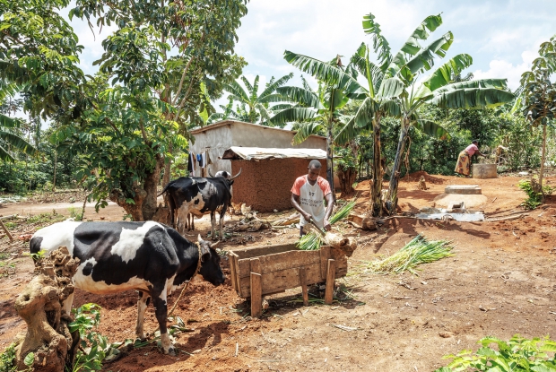 After fleeing Congo, Luwize and her husband Moise found stability in Kyangwali Refugee Settlement and have so far lived there for 8 years.  Luziwe used to endure a Weekly two-hour trek to reach the forest where she gathered firewood. Refugees were allocated two days each week for this task, but the arduous journey made it feasible for her to fetch firewood only once weekly. Consequently, she could only prepare one meal per day to be able to stretch the firewood supply across three days. As a beneficiary of CARE's biodigester program, Luziwe shared that the once-dreaded two-hour journey to Bugoma forest to fetch firewood is now a thing of the past, emphasizing the newfound ability to cook for her children three meals a day, a simple pleasure that was once out of reach. The family also produces bio-slurry, which they apply to their crops for manure.  &copy; CARE / Jjumba Martin 2024.