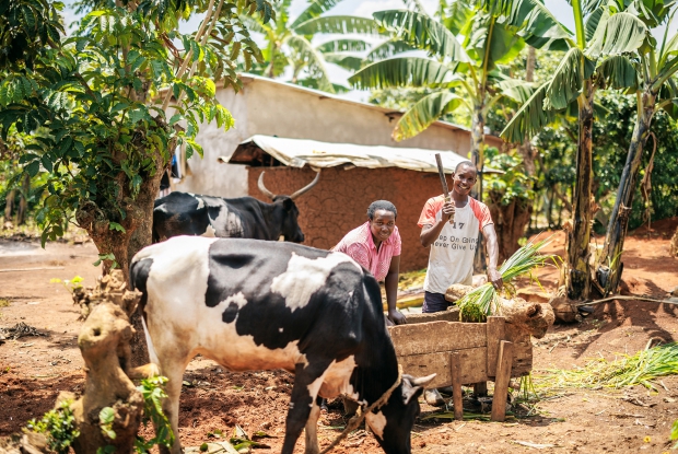 After fleeing Congo, Luwize and her husband Moise found stability in Kyangwali Refugee Settlement and have so far lived there for 8 years. Luziwe used to endure a Weekly two-hour trek to reach the forest where she gathered firewood. Refugees were allocated two days each week for this task, but the arduous journey made it feasible for her to fetch firewood only once weekly. Consequently, she could only prepare one meal per day to be able to stretch the firewood supply across three days. As a beneficiary of CARE's biodigester program, Luziwe shared that the once-dreaded two-hour journey to Bugoma forest to fetch firewood is now a thing of the past, emphasizing the newfound ability to cook for her children three meals a day, a simple pleasure that was once out of reach. The family also produces bio-slurry, which they apply to their crops for manure. &copy; CARE / Jjumba Martin 2024.