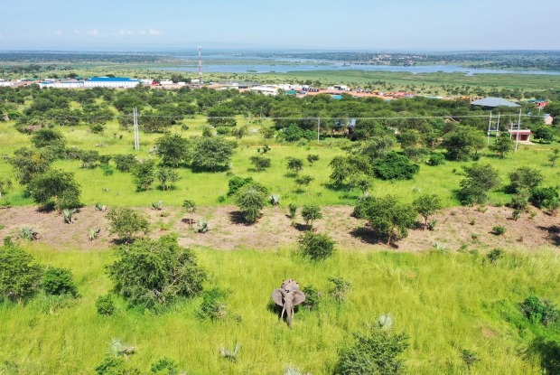 Elephants spotted in a cultivated space near  Murchison Aswa Falls Conservancy in Pakwach district, northern Uganda.