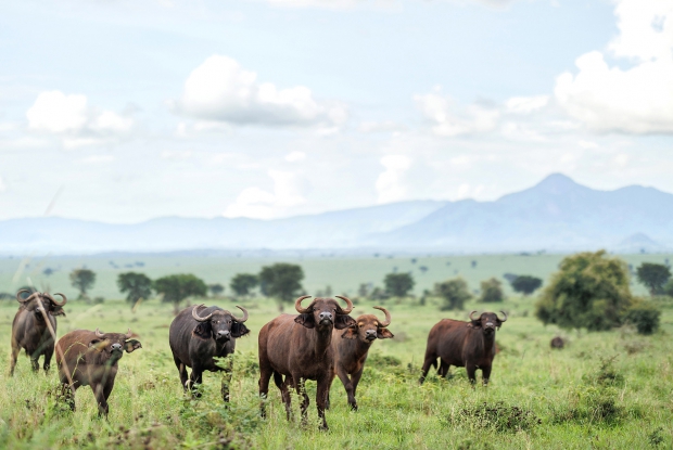Buffalos in Kidepo valley national park.