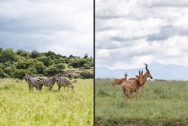 Zebras and Jackson&rsquo;s harte beasts in Kidepo valley national Park.