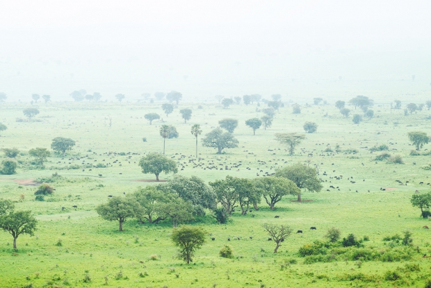 A herd of Buffalos in Kidepo valley national park.