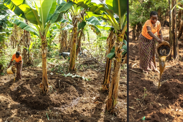 Jackline applies the Bioslurry from her biodigester to banana trees in her garden. The natural fertilizer is made from a combination of manure and water that's been treated in a biogas tank without oxygen. Bioslurry improves soil structure and fertility.  &copy; CARE / Jjumba Martin 2024.