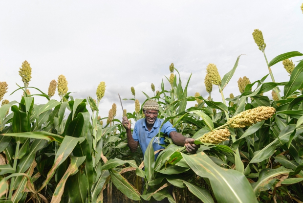 Duut Kombat, millet farmer in Bawku East, Ghana. &copy; Jjumba Martin /AgDecCo 2018