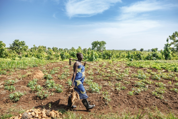 Salome Harvesting cassava for home consumption from her garden. - Salome, a mother of six left her home in South Sudan in September 2016. When in Bidibidi refugee settlement, she made the strategic decision to pursue both farming and a retail business. However, it was in the world of agriculture that she truly found her stride.