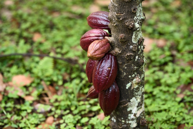 09-ICAM-Bundibugyo-Jjumba-Martin