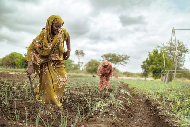 12/03/2025, Kinna South, Kenya. Zamzam Business Group consists of Habiba, Halima and Diba. The three started their business of tomato farming with a seed capital of Ksh.60,000. They made a profit of Ksh 120,000, which they agreed to channel into different things relating to their dreams. Habiba  and Halima  decided to purchase building bricks for their dream house, while  Habiba Diba used the money to pay school fees for her three children, who were in secondary school. With the resources, skills they have, and availability of water which is near their farm, the business group decided to diversify to onion farming with remaining balances from the tomato business. They prepared land and seed beds for the onions. By the time the second grant was received, the onions were ready for transplanting, which helped them to buy fertilizer, pesticide, and labor for transplanting.  Photo: Jjumba Martin for Village Enterprise