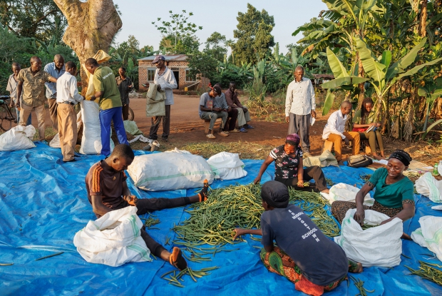 A vanilla buying centre in Kayunga.