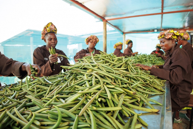 Sorting vanilla at enimiro, before curing. The process is based on quality, length, and maturity. Any that are too immature, too small, or damaged with sick marks are discarded. &copy; Jjumba Martin 2023.