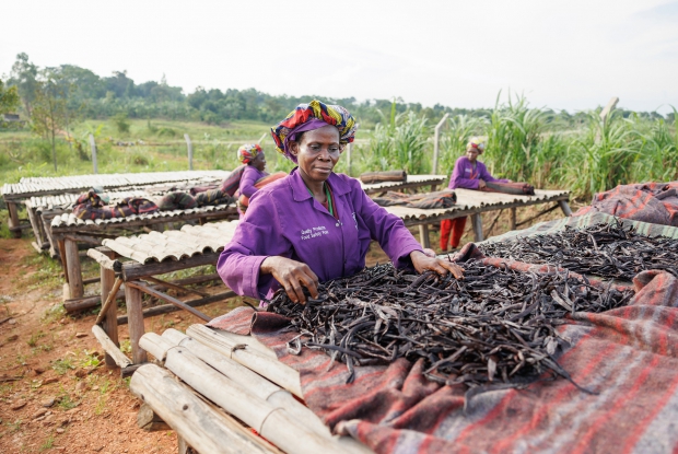 Vanilla bean drying at enimiro.  Drying is a crucial part of the curing process, transforming green, unripe pods into the flavorful, aromatic beans. It involves a combination of sun-drying, sweating, and slow drying to reduce moisture content and develop the desired vanilla flavor.