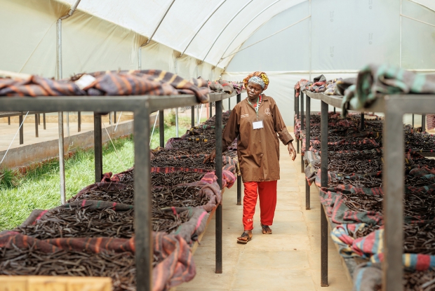Vanilla bean drying at enimiro.  Drying is a crucial part of the curing process, transforming green, unripe pods into the flavorful, aromatic beans. It involves a combination of sun-drying, sweating, and slow drying to reduce moisture content and develop the desired vanilla flavor.