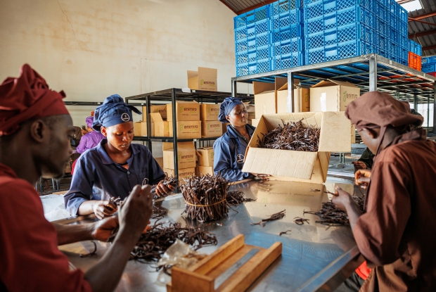 Casual workers at Enimiro Products Uganda Limited sort and pack vanilla for export. CRS has supported the company to standardize its food safety and processing processes to meet international standards.  Enimiro is a vanilla exporting company.
