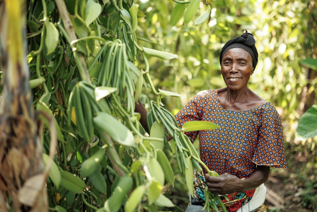 Bundibugyo, western Uganda 2023. Women are increasingly engaging in the vanilla chain, and this provides income, enabling them to support their families and contribute to community development. The financial independence gained also empowers them to make decisions about their lives and participate more fully in community affairs.&copy; Jjumba Martin 2023.