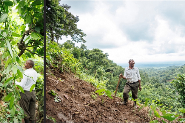 Uganda's vanilla industry is projected to experience significant growth, and hopefully, the revenue will reflect on the farmers, improving their livelihoods. When farmers increase their incomes, they can reinvest in their families, eat healthier food, pay for their children's education and diversify their operations, leading to further income growth. &copy; Jjumba Martin 2023.