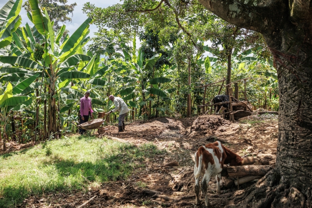 Farmers like Buyi benefit from extension services from Enimiro, a buyer from this region.  These services are focused on empowering smallholder farmers and promoting sustainable agriculture practices, particularly in vanilla cultivation. These services include training, technical support, and access to resources to improve farm management, product quality, and overall sustainability.