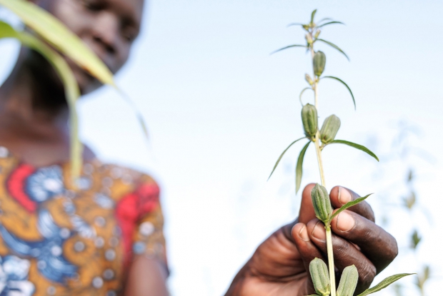 John Sanya, a Project Officer with Mercy Corps, interacts with the members of the Unit Business Group during a courtesy field visit to their sesame garden. Under the DREAMS program, the business group received financial support, which they used to hire about 3.5 acres of land to grow sesame. Additionally, all three women received training in running an agribusiness enterprise and being able to earn from it.