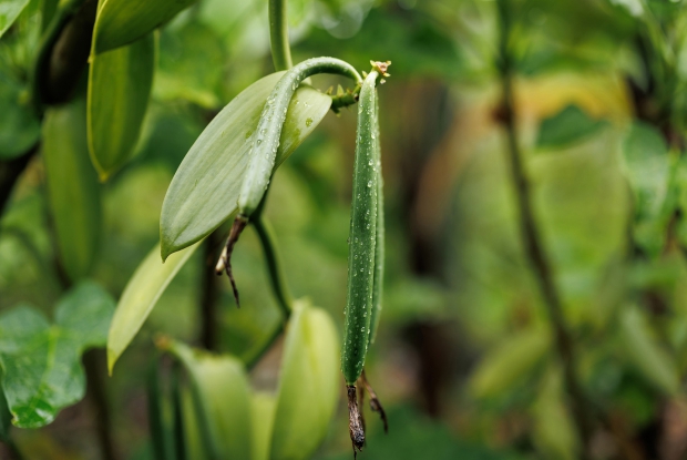 Vanilla is the second most expensive spice in the world, but it demands a lot of the grower. Almost 300 years of failed attempts passed before anyone even knew how to pollinate the flower that puts forth the bean and almost no beans grew outside vanilla&rsquo;s native Mexico. The secret was hand pollination, and it requires vigilance and an expert touch.