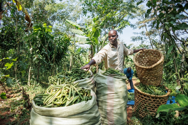 Harvest in Buikwe, Uganda. In Uganda, the Ministry of Agriculture announces harvest dates, within which farmers from different regions can harvest and sell their crop to the different buyers. This is aimed at promoting quality and preventing premature harvesting, looking at enhancing Uganda's global position in the vanilla market.