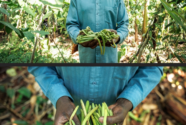 Harvest in Buikwe, Uganda. In Uganda, the Ministry of Agriculture announces harvest dates, within which farmers from different regions can harvest and sell their crop to the different buyers. This is aimed at promoting quality and preventing premature harvesting, looking at enhancing Uganda's global position in the vanilla market.