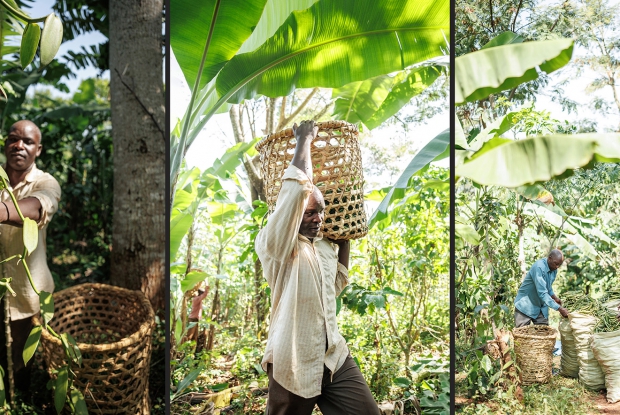 Harvest in Buikwe, Uganda. In Uganda, the Ministry of Agriculture announces harvest dates, within which farmers from different regions can harvest and sell their crop to the different buyers. This is aimed at promoting quality and preventing premature harvesting, looking at enhancing Uganda's global position in the vanilla market.