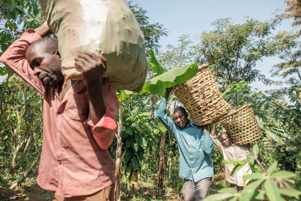 Harvest in Buikwe, Uganda. In Uganda, the Ministry of Agriculture announces harvest dates, within which farmers from different regions can harvest and sell their crop to the different buyers. This is aimed at promoting quality and preventing premature harvesting, looking at enhancing Uganda's global position in the vanilla market.